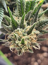 Growreport Bild 130