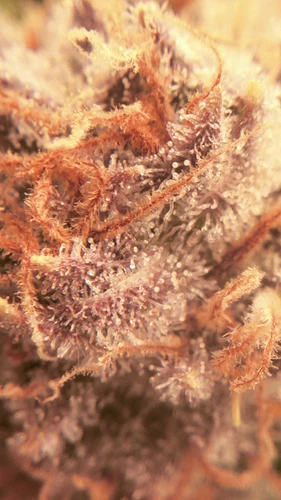 Growreport Bild 17