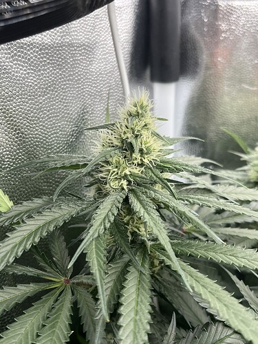 Growreport Bild 12