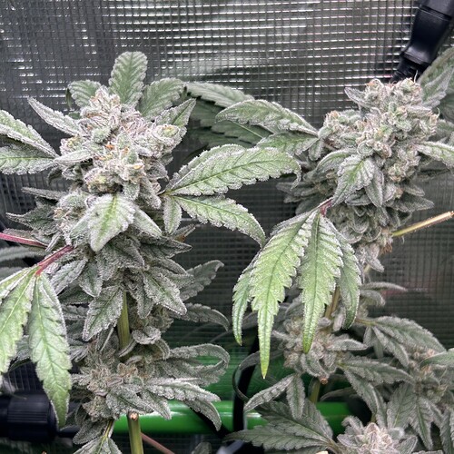 Growreport Bild 7