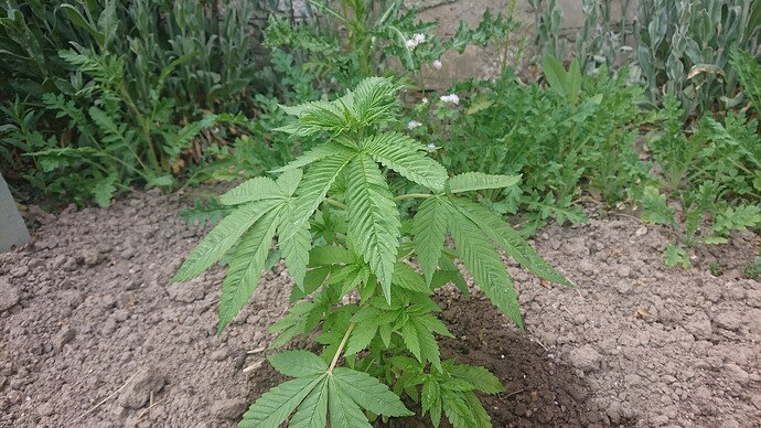 Growreport Bild 4