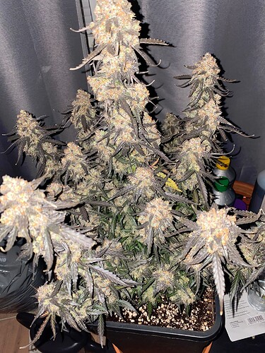 Growreport Bild 7