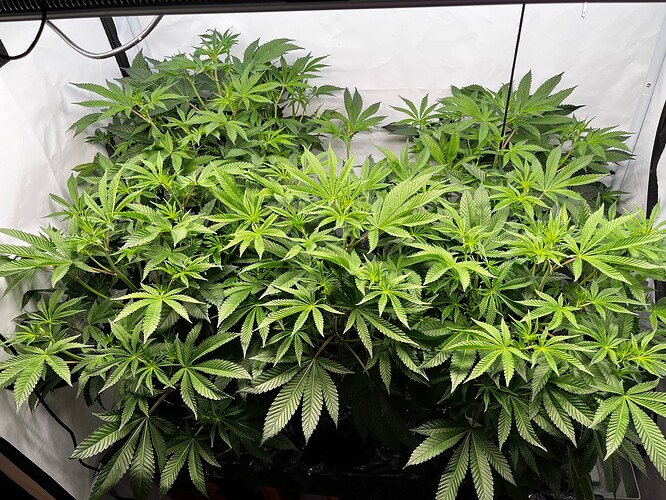 Growreport Bild 9