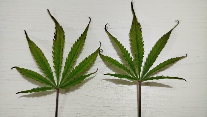Zwei abgeschnittene Cannabis-Blätter mit braunen Blattspitzen auf weißem Untergrund.