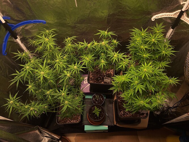 Growreport Bild 4
