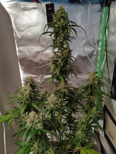 Eine blühende Cannabispflanze mit mehreren dichten Blütenständen, die in einem Zelt wächst.