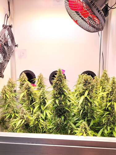 Growreport Bild 30