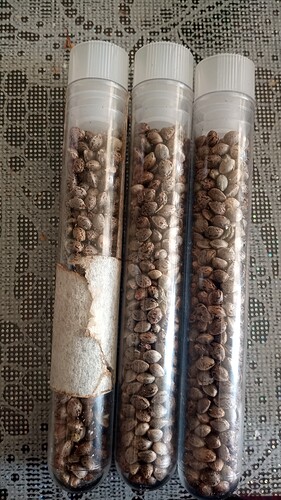 Growreport Bild 53