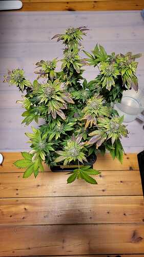 Growreport Bild 28