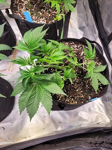 Growreport Bild 5