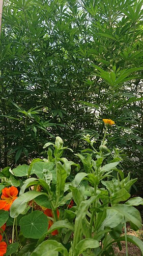 Growreport Bild 31