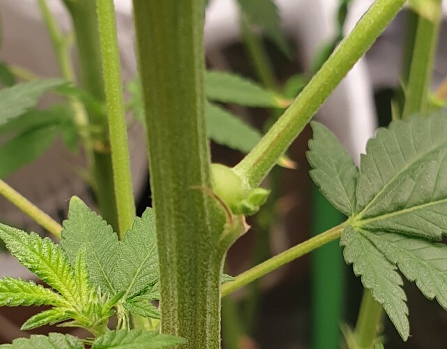 Growreport Bild 5