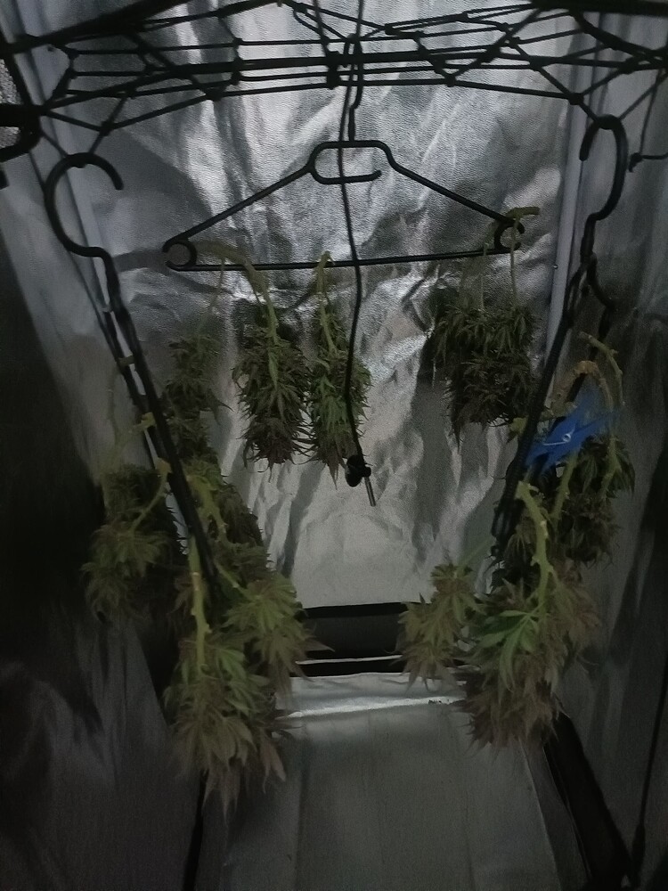 Auf ein zweites! Vom hässlichen Entlein zum goldenen Schwan 🦢| Main-Lining in 25L