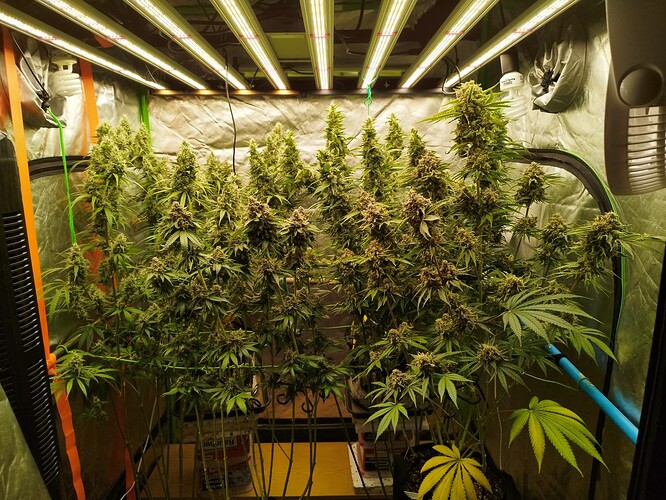 Mehrere große Cannabispflanzen in voller Blüte unter LED-Wachstumslichtern in einem Zelt.