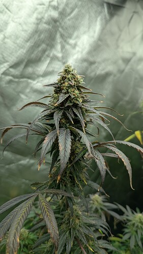 Growreport Bild 5