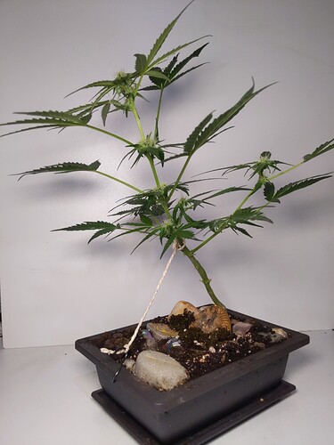 IMG_20240319_144446_986