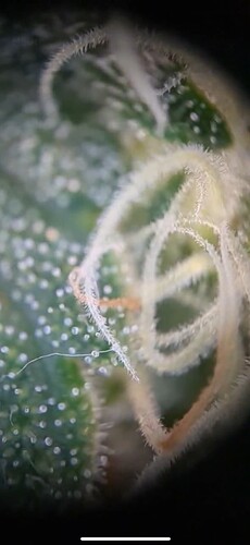 Growreport Bild 2