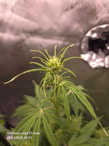 Nahaufnahme der Spitze einer blühenden Cannabis-Pflanze namens Emma.