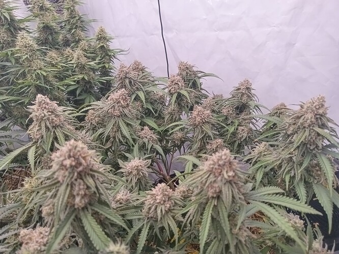 Growreport Bild 9