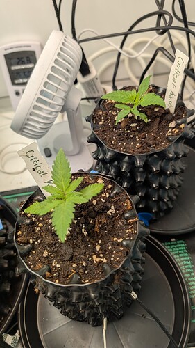 PXL_20250325_175057484.MP