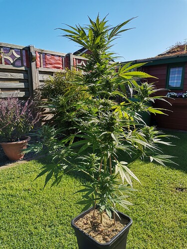 Green Gelato outdoor 2024 (7)