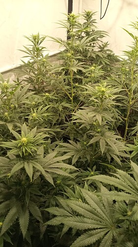 IMG_20241219_050646_798