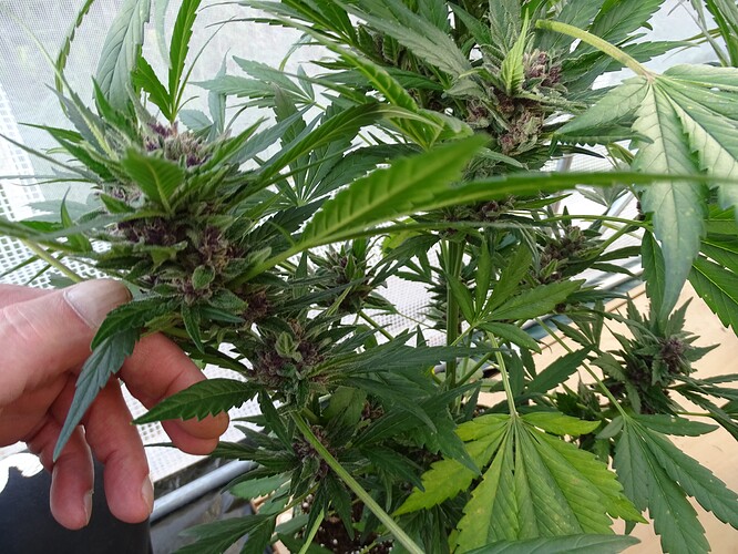 Growreport Bild 29