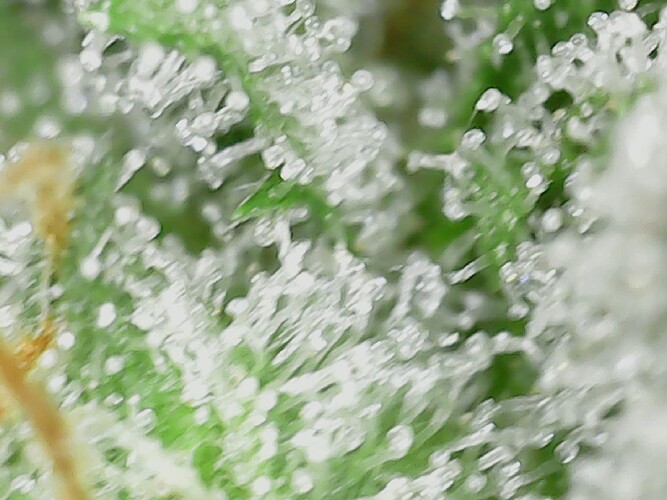 Growreport Bild 73