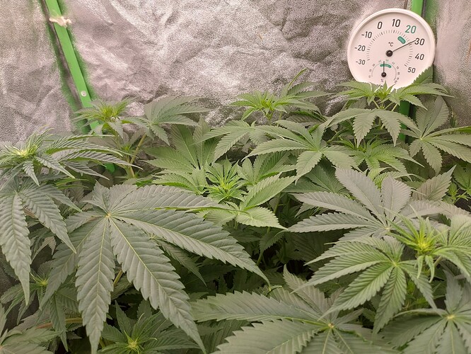 Growreport Bild 17