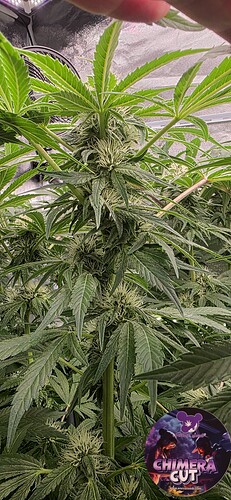 Growreport Bild 44