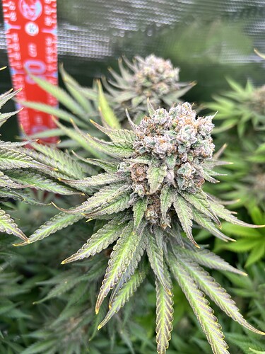 Nahaufnahme einer blühenden Cannabis-Pflanze mit starker Trichombildung und einem Messstab im Hintergrund.