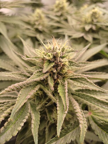 Growreport Bild 12