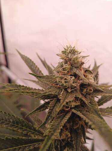 Growreport Bild 20