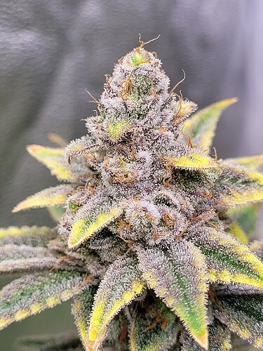 Growreport Bild 4