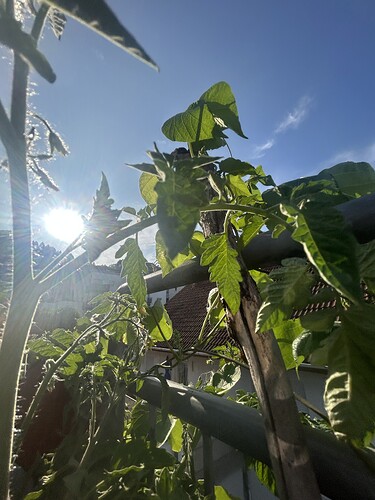 Growreport Bild 4