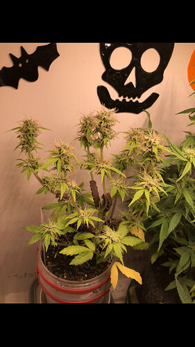 Growreport Bild 1