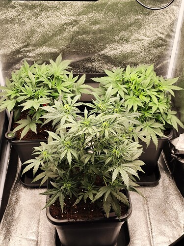 Growreport Bild 4