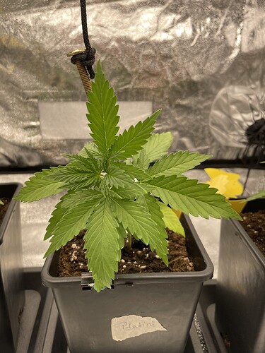 Growreport Bild 2