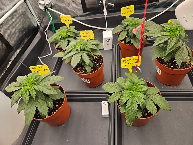 Growreport Bild 59