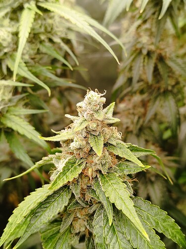 Nahaufnahme eines Cannabis-Buds in der Blütephase, bedeckt mit Trichomen.