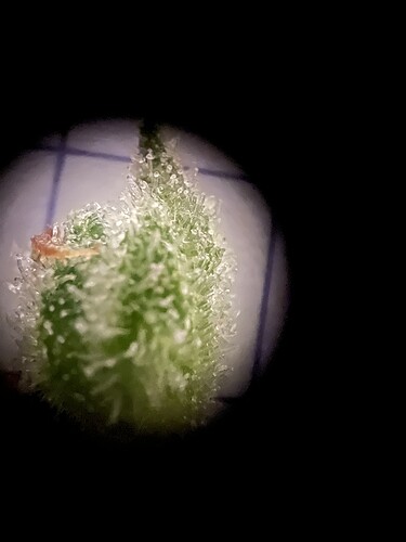 Growreport Bild 4