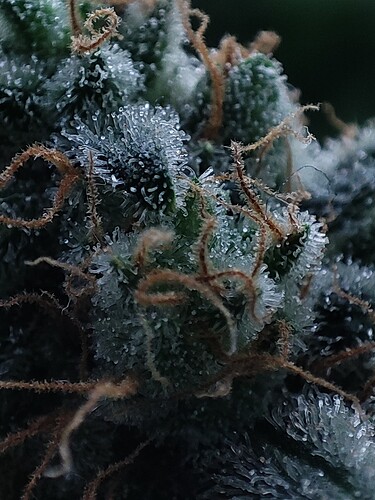 Growreport Bild 115