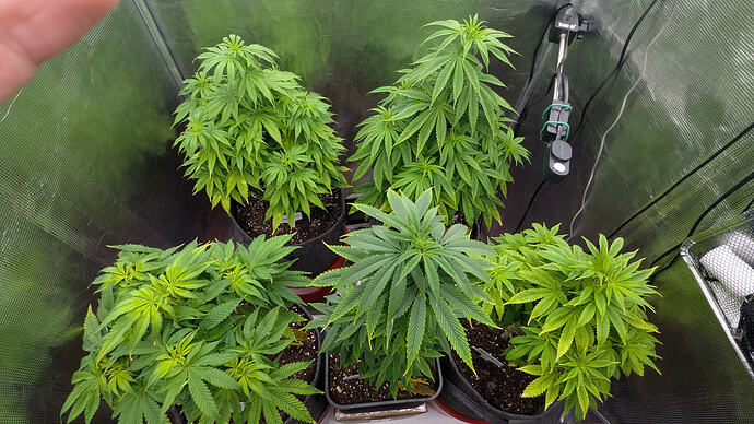 Growreport Bild 12