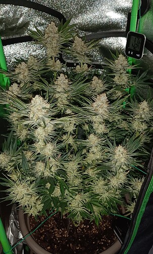 Growreport Bild 3