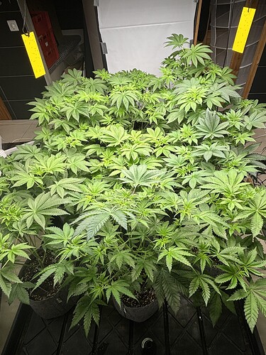 Growreport Bild 42