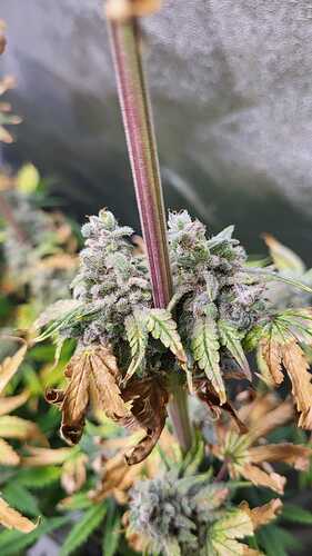 Growreport Bild 7