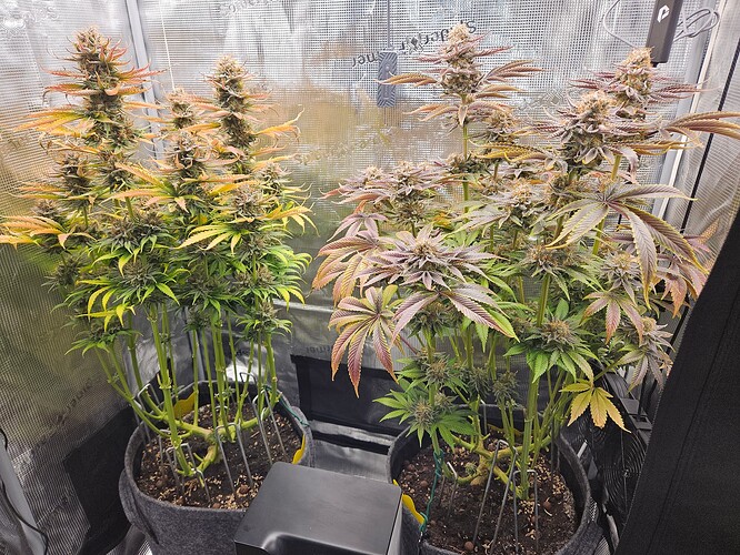 Growreport Bild 1