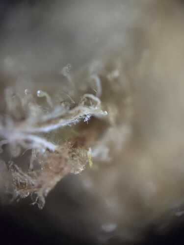 Growreport Bild 4