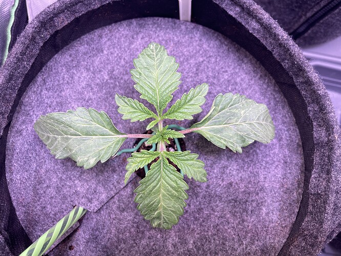 Growreport Bild 4
