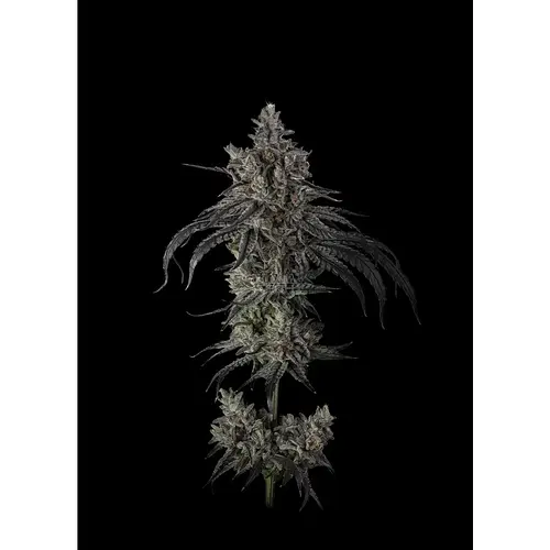 umami-seeds-zoda-bx1-fem-6st~2